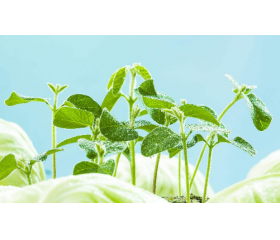 谷雨有哪些民俗活动，这些民俗你可能不知道