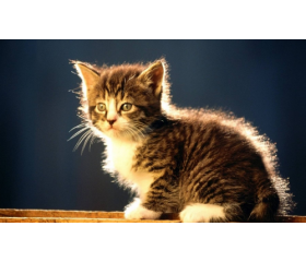 半夜听到猫叫不吉利是真的吗