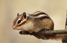 1972年出生的属鼠几月命最好 单数月更有福气