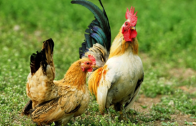 属鸡人50岁命中有灾吗，如何化解