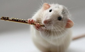 属鼠女农历几月出生是劳碌命 二月六月十一月命苦