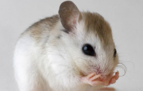 1996年属鼠人24岁结婚合适吗 什么时候结婚最好