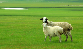 79年属羊人40岁以后的十年运势 男女有差异