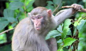属猴人40岁后的十年大运 总体平稳