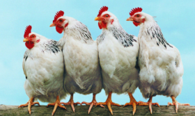 81年属鸡三十七岁以后交运 男生财运好女生更旺夫