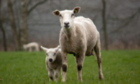 2003年属羊最佳结婚年龄 男女都在本命年左右