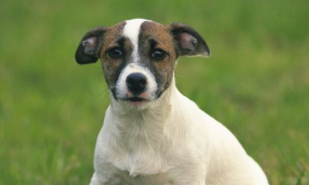 1994年属什么生肖，94年出生是什么命