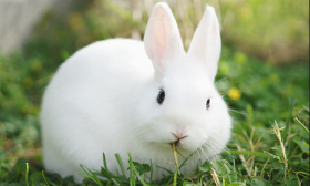 1999年属什么生肖，99年出生是什么命