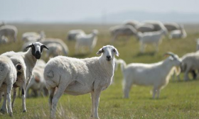 2003年属羊的最佳配偶 性格温柔的属相最佳