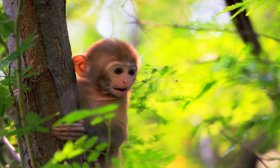 1980年属什么生肖，80年出生是什么命