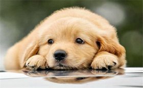 2018年属什么生肖，18年出生是什么命