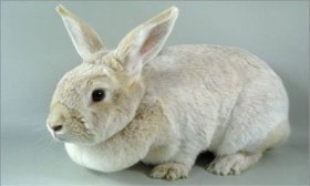 属兔什么时辰出生最好，这几个时辰出生的人天生好命