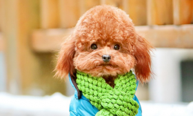 1970年属狗的几月出生最好，70年属狗人一生命运如何