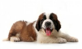 属狗什么时辰出生最好，辰时午时申时亥时