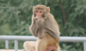 属猴和什么生肖不合 虎、蛇、鸡不合