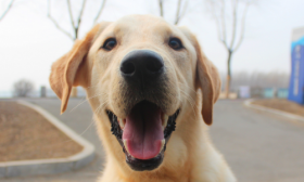 属狗和什么生肖不合 龙、牛、羊都不合