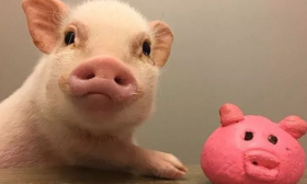 属猪和什么生肖不合 虎要注意了