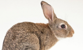 兔和什么生肖最配 羊和狗