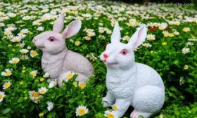 属兔几点出生最好命，午时卯时未时