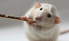 72年属鼠人48岁后命运 开启开挂模式