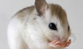 84年属鼠的哪年起大运 三十五岁之后