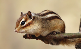 属鼠的几月出生最好 二月、五月