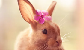 属兔的人几月出生最好，二月、三月的福运佳