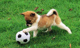 属狗的几月出生最好，四月出生命最好