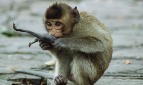 属猴的几点出生最好命？凌晨一点到三点