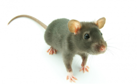 72年属鼠47岁有一灾，该怎么化解