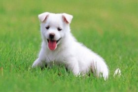 生肖狗2019年7月份运势，时来运转