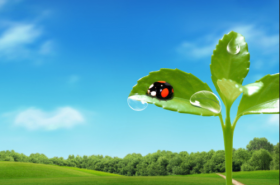 2007年属猪的几月出生最好，07年属猪人一生命运如何