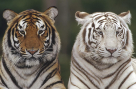 东肖是哪几个生肖 他们的命运如何