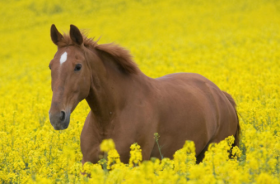 红肖有哪些生肖 他们当中谁的命最好