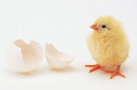 白肖有哪些生肖 他们当中谁的感情运最好