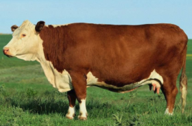 黄肖有哪些生肖 他们命运如何