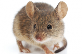 黑肖有哪些生肖 他们命运如何