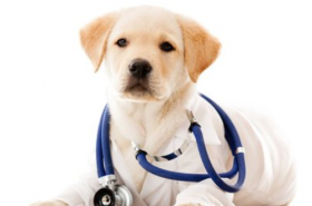 西肖是哪几个生肖 猴、鸡、狗