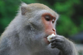 秋肖是哪几个生肖，属猴、属鸡、属狗