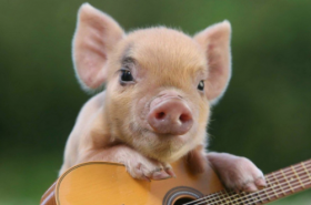 冬肖是哪几个生肖，属猪、属鼠、属牛