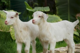 属牛五行属什么，属羊人各方面情况