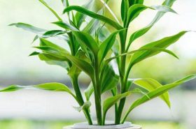 最旺宅的植物 富贵竹、金桔都不错