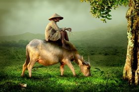 85年属牛女的一生命运，恐遭遇婚姻危机