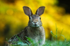 32岁属兔人一生三大运，都是哪些好运气