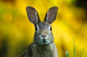 1987年出生属兔人何时转大运，几月出生最好