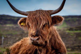 2020年旺哪个生肖，牛、虎、猴、猪均在榜上