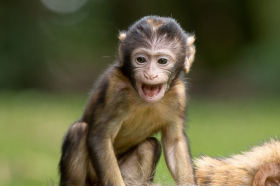 1968年属猴男婚姻多变是真的吗，有几次婚姻