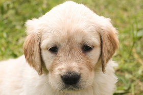 1994年属狗的最佳婚配属相，有什么禁忌吗