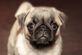 1994年属狗女人姻缘何时出现，2020年遇见真爱