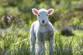 属羊人2019年10月运势详解，需留意健康